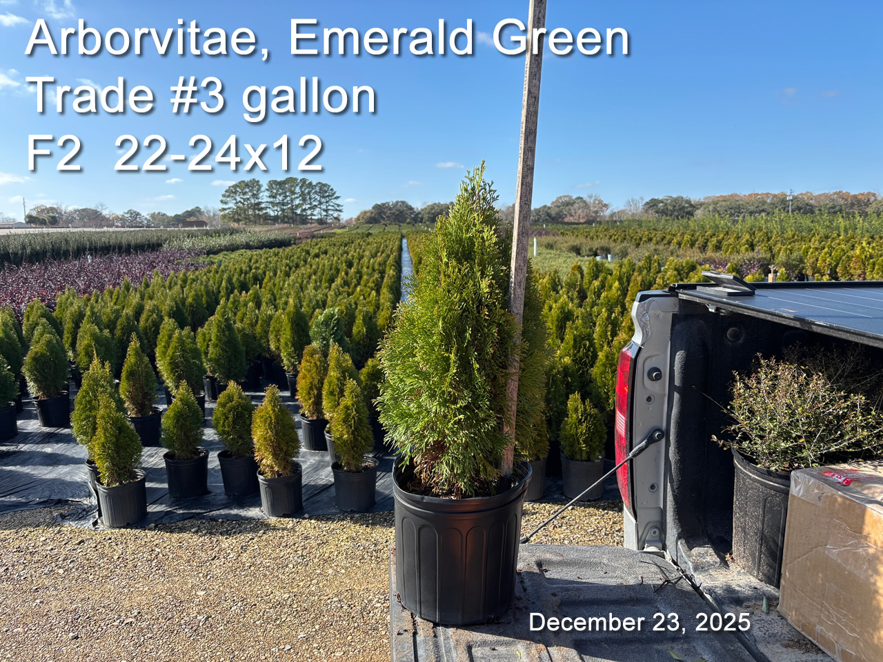 gallery/aveg3t f2 dec23.jpg